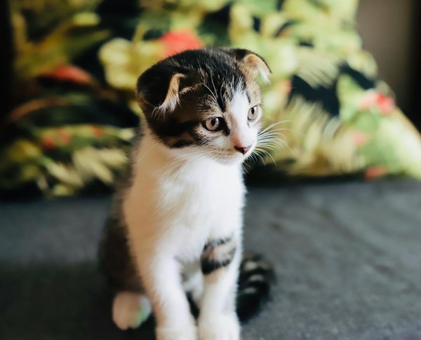 Fontaine à eau pour chat en céramique : style et santé réunis
