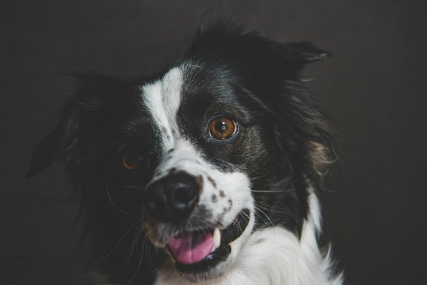 Comment les chauves-souris utilisent-elles leur sonar pour naviguer dans l'obscurité?