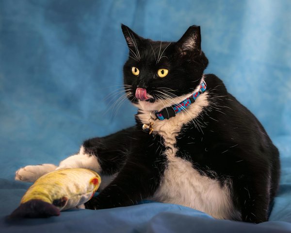 Comment gérer un chien qui a peur des bruits forts comme les orages ?