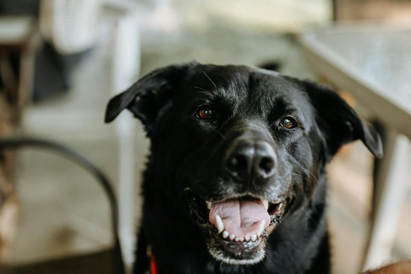 Le diabète chez le chat : comment le gérer ?