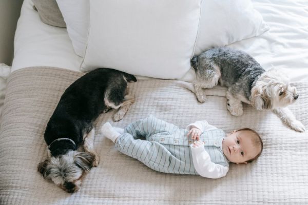 Comment aider mon chien à se sentir à l'aise avec des enfants ?