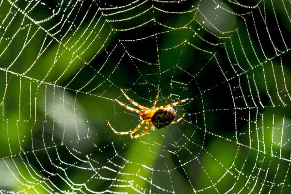 Comment les araignées tissent-elles leurs toiles pour attraper des proies spécifiques?