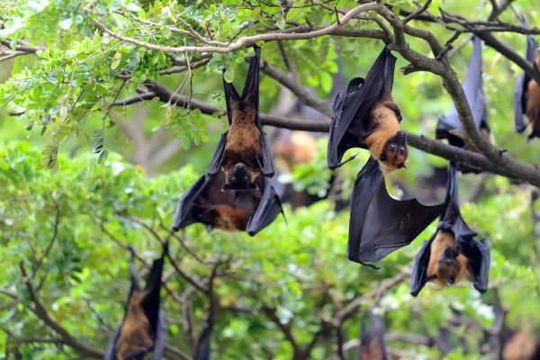 Comment les chauves-souris utilisent-elles leur sonar pour naviguer dans l'obscurité?