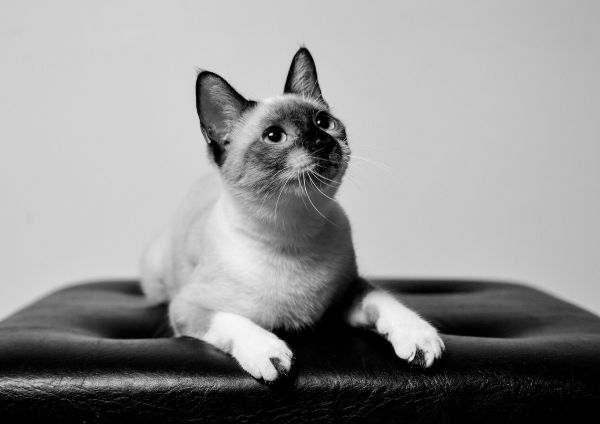 Comment votre chat siamois exprime-t-il ses émotions ?
