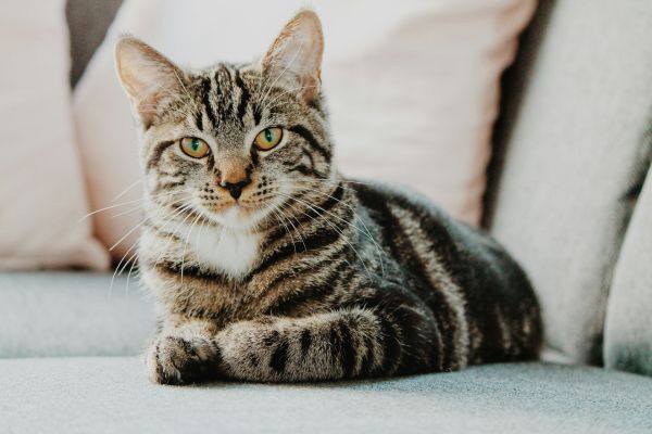 Le diabète chez le chat : comment le gérer ?