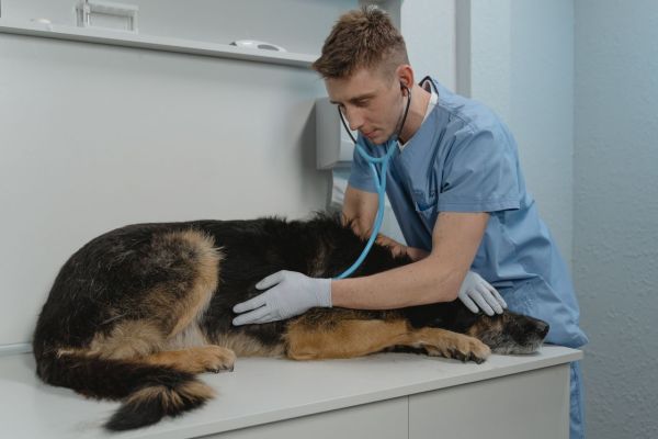 Quels sont les signes précurseurs d'une maladie cardiaque chez les chiens ?