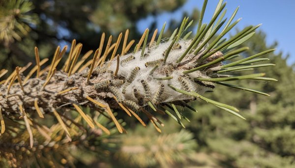 Traitement de la chenille processionnaire : les solutions efficaces en 2026